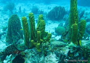 Malendure - îlet Pigeon    